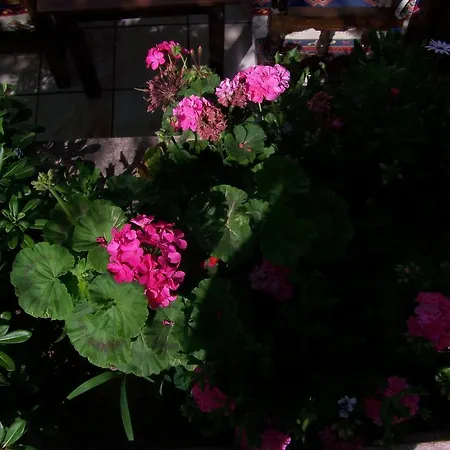 Kusadasi Guest House ゲストハウス クシャダス