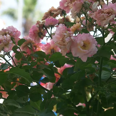 Kusadasi Guest House 2* クシャダス
